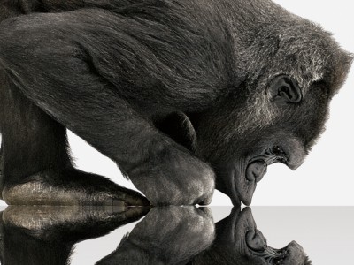 Corning     Gorilla Glass