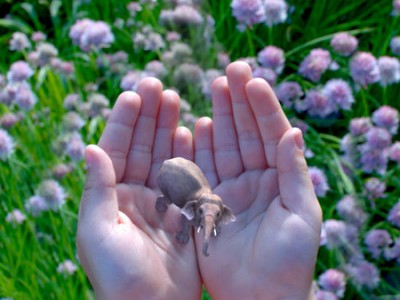 Magic Leap       