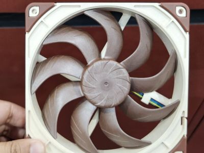 Noctua      