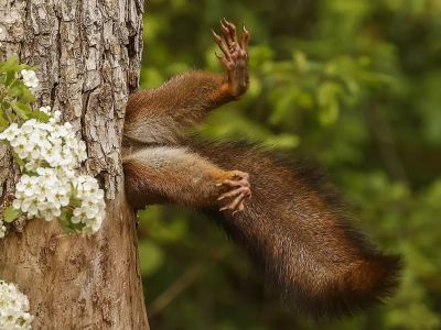        Nikon Comedy Wildlife Photography